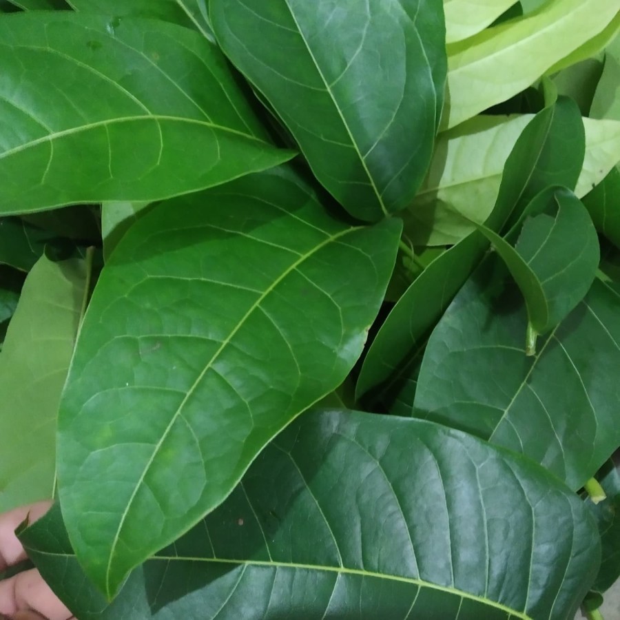 

1 Lembar Daun Segar Mahoni Fresh Petik Langsung - Organik