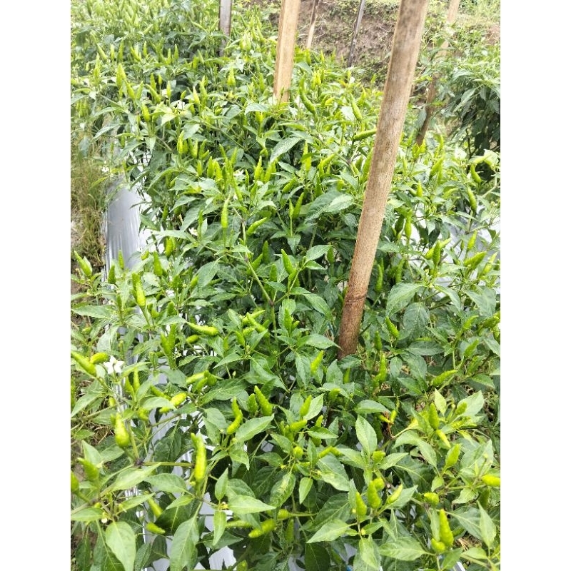 

Cabe Caplak Cabe Rawit Hijau. Cabe Tahu. Cabe Gorengan. Cabe Caplak.