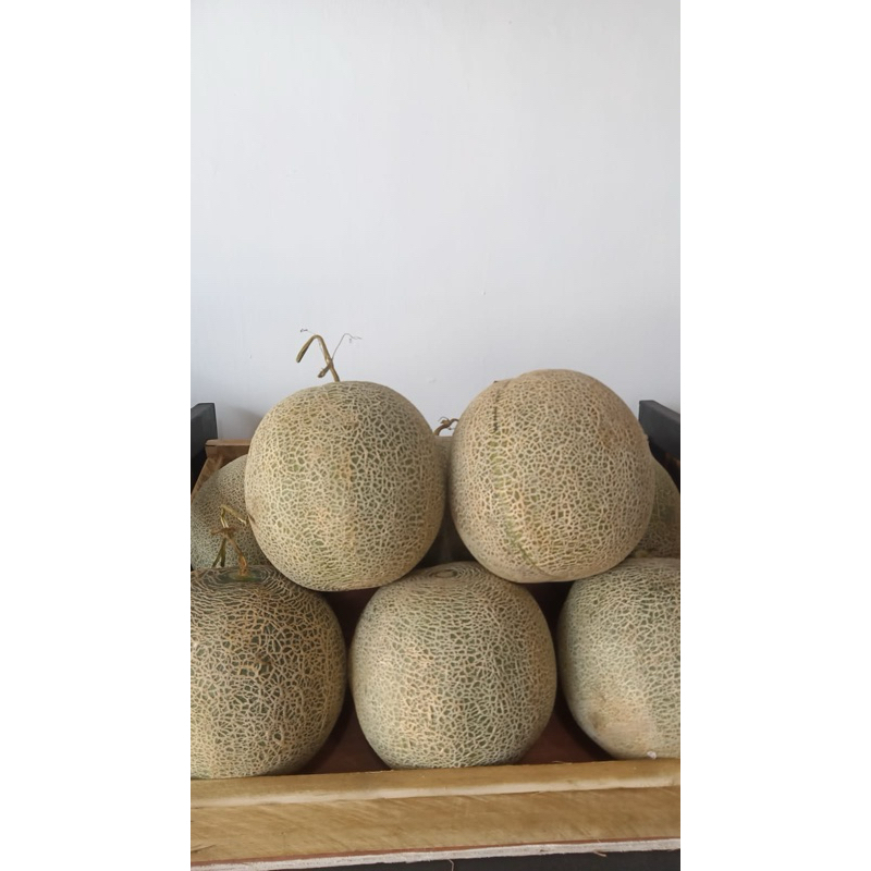 

Melon Hijau Madu