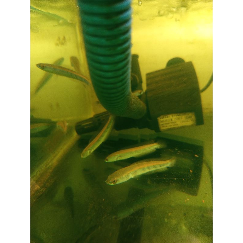 Pelet single Oren Riau 7-8cm