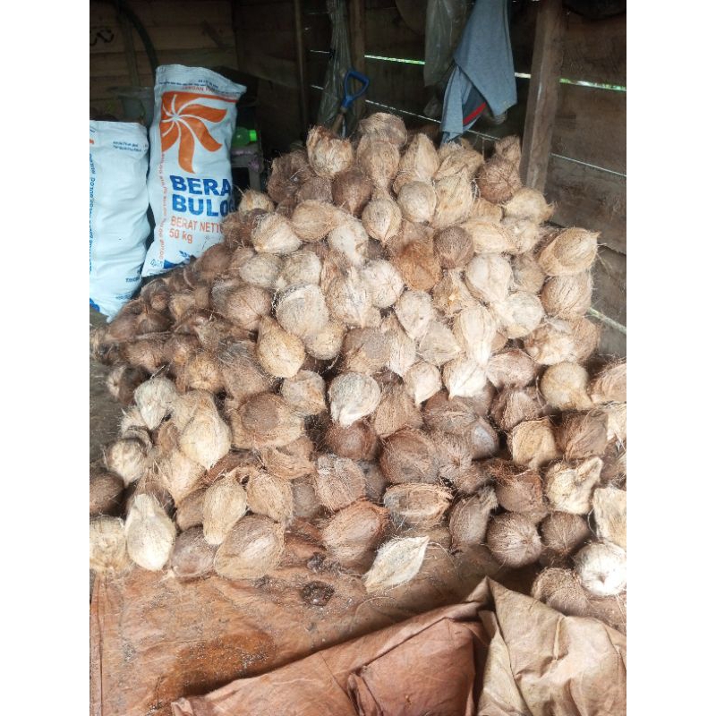 

kelapa