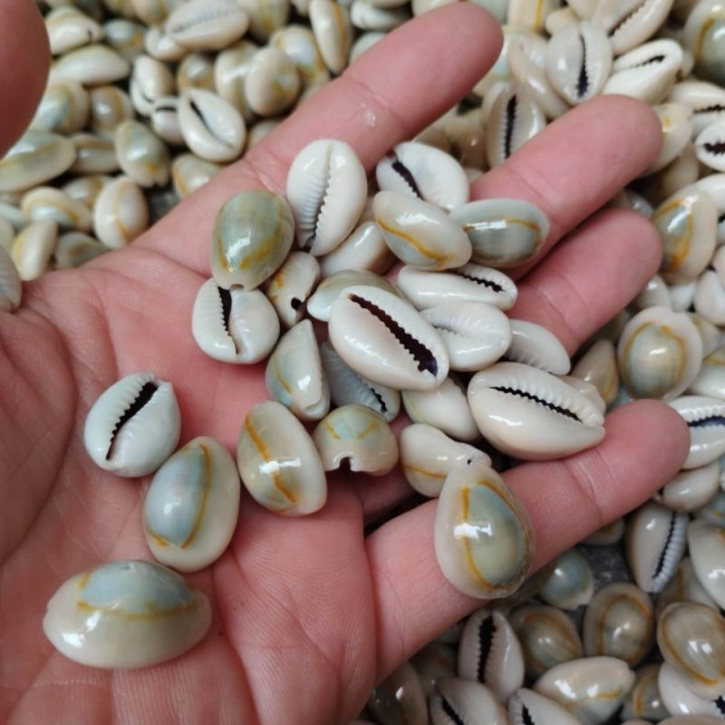 BIJI CONGKLAK KERANG ASLI KUWUK / 1PLASTIK ISI  90/100