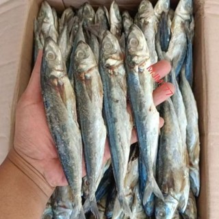 

Ikan asin teh dian- Ikan asin peda layang/peda japuh