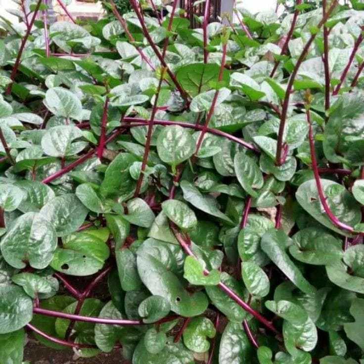 

Daun binahong (Anredera cordifolia)
