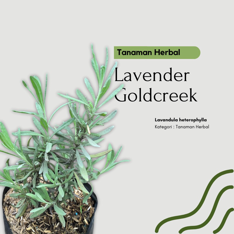 Tanaman Herbal Lavender Asli Gold Creek / Lavendula Angustifolia / English Lavender
