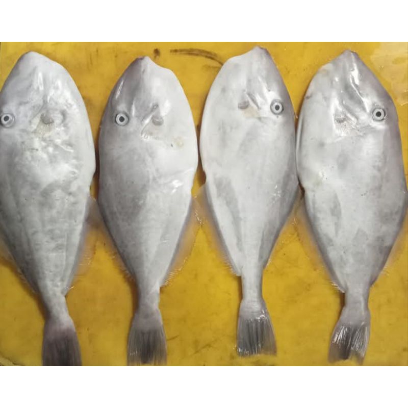 

Ikan Sukang atau jaket 500-1500 | 1500-2000 | Fresh and Frozen Fish | Ikan Laut Segar | Sepakat ikan Laut
