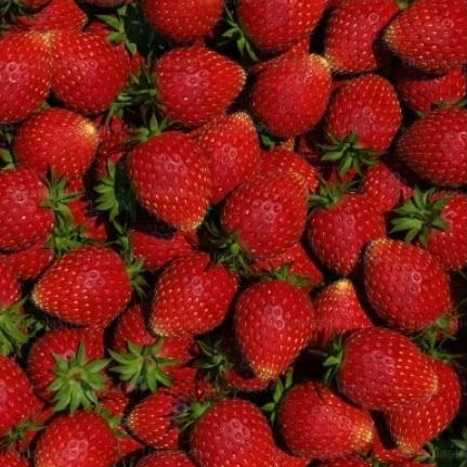 

Stroberi 120-130gr dan 210-220gr Per pack | Strawberry | Tanya stock sebelum membeli | Stroberi Samarinda | Green Garden | Hammys notes