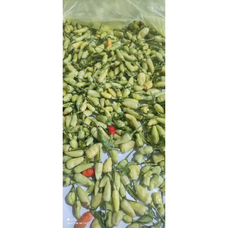 

cabe rawit putih fresh kebun sendiri 500g