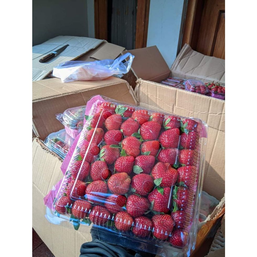 Mika Makanan Jumbo / Mika Send 1A Jumbo / Wadah Makanan Jumbo / Mika Kue Jumbo / Mika Jumbo Tebal