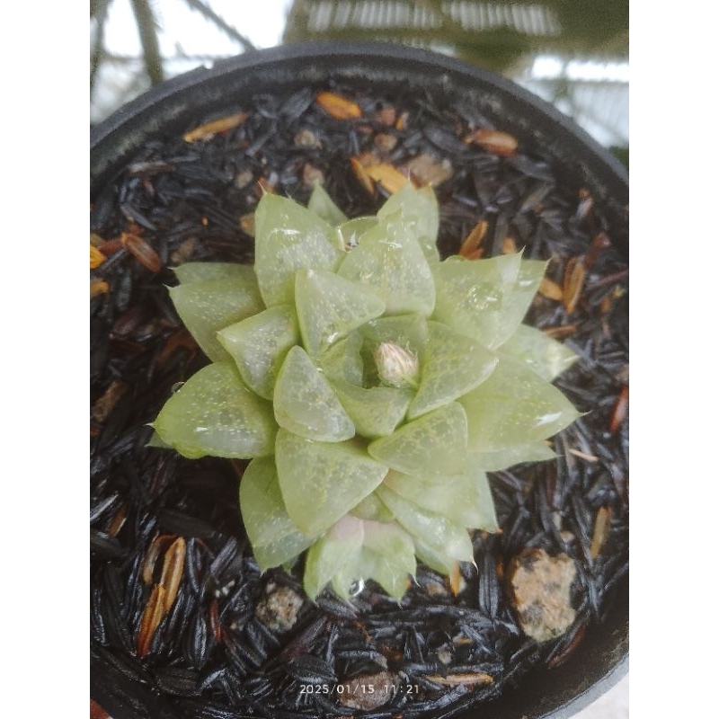 hawortia reticulata atau chiang mai
