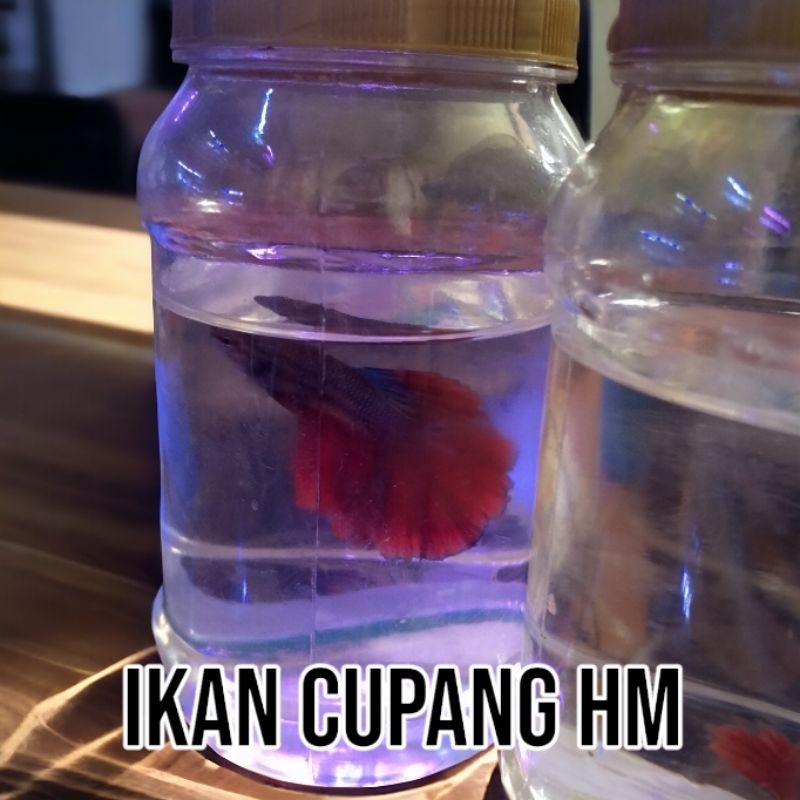 hias ikan cupang Giant HM PK black varian+botiol