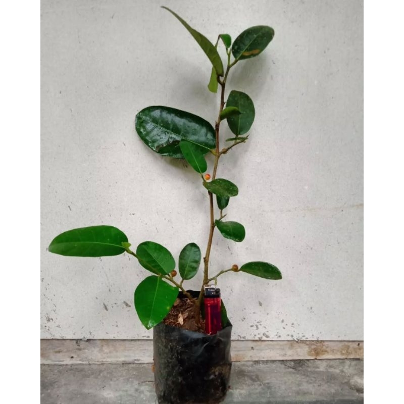 bahan bonsai ficus ampelas putih taiwan import / bahan bonsai amplas putih taiwan