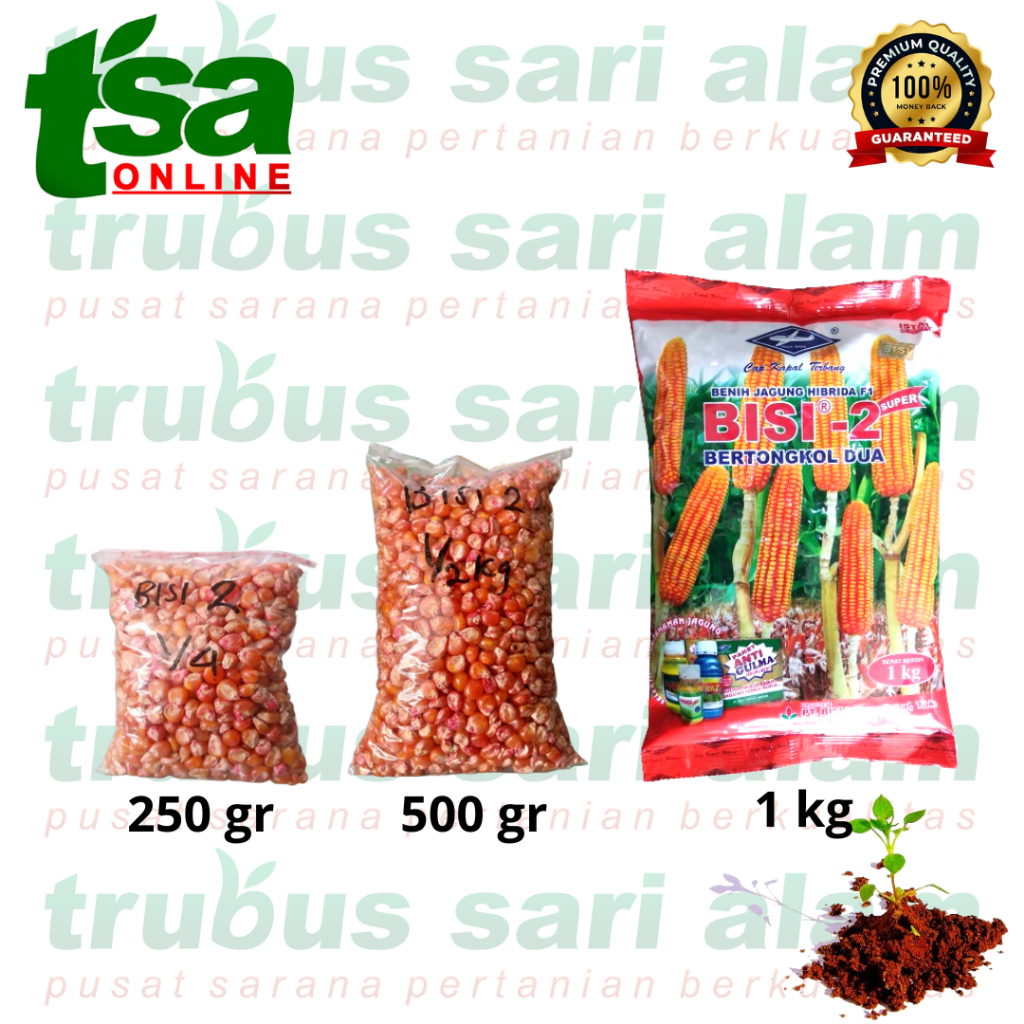 BISI 2 - Benih Jagung Hibrida 1kg - PERTIWI 5 dan 6 Benih jagung hibrida