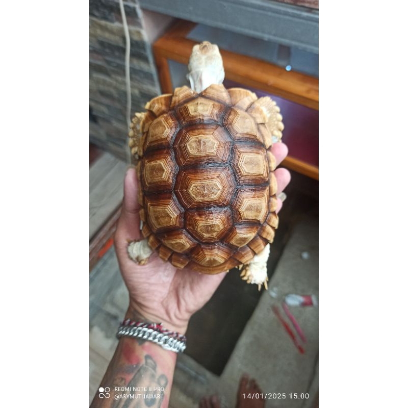 PELET KURA KURA SULCATA 15CM