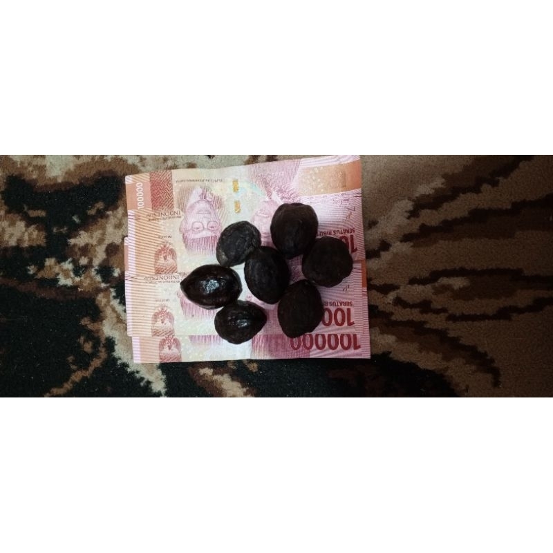 

Kemiri/muncang aduan