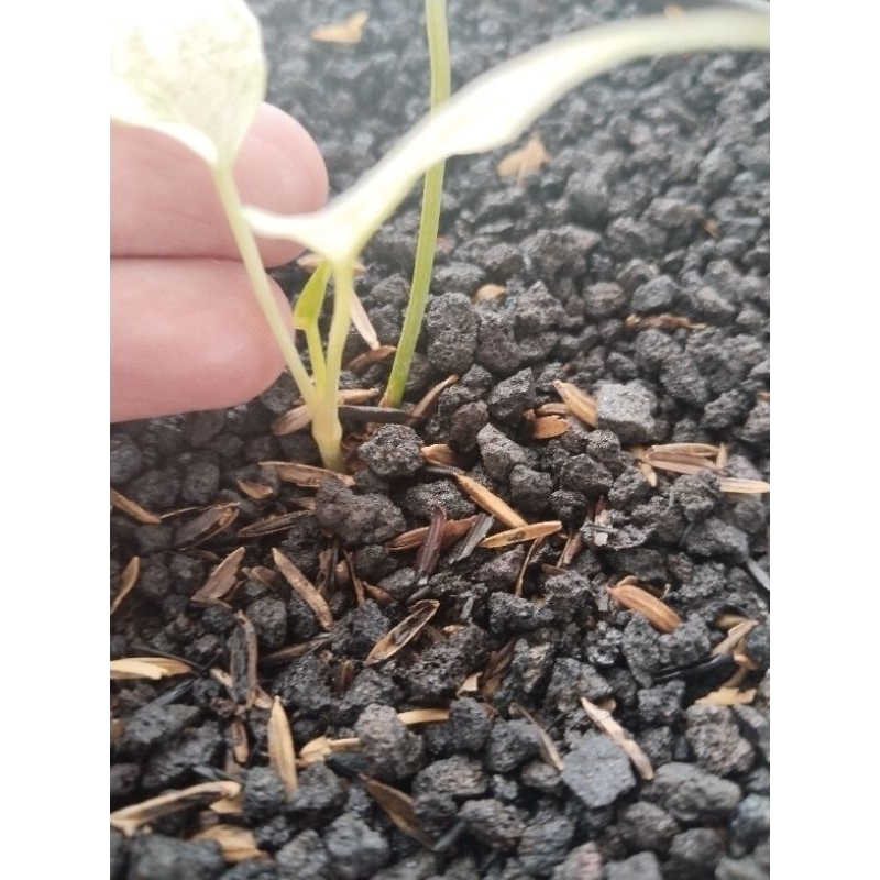 anthurium gelombang cinta varigata putih pergol