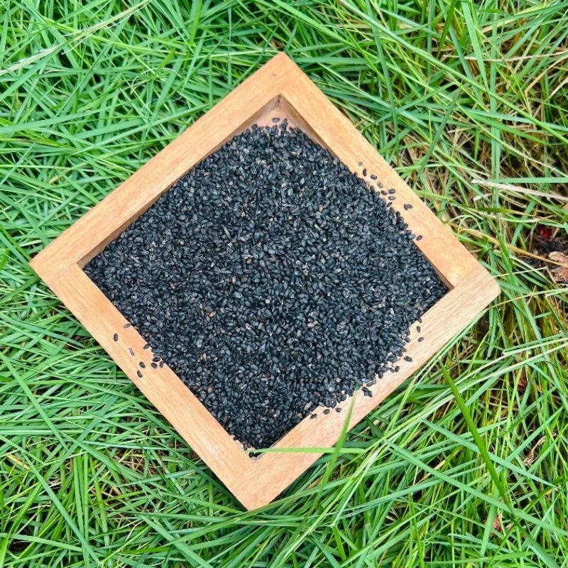 

(50gr) Jinten Hitam Jintan Habbatusauda Habatusauda habbatusaudah Black Seed Kering Herbal JSR