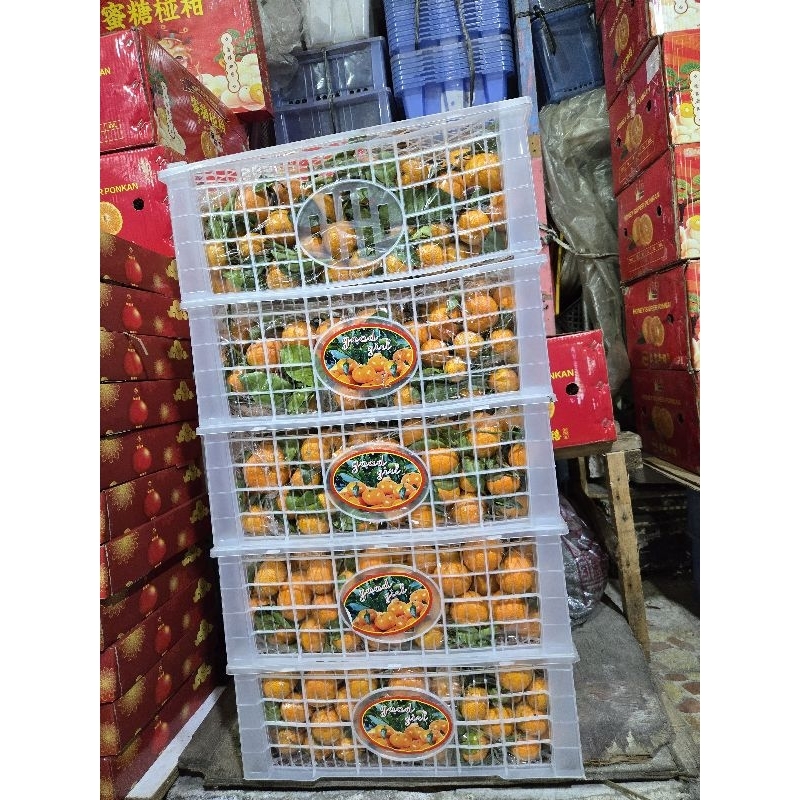

Jeruk Mandarin Shantang untuk Imlek / Sincia