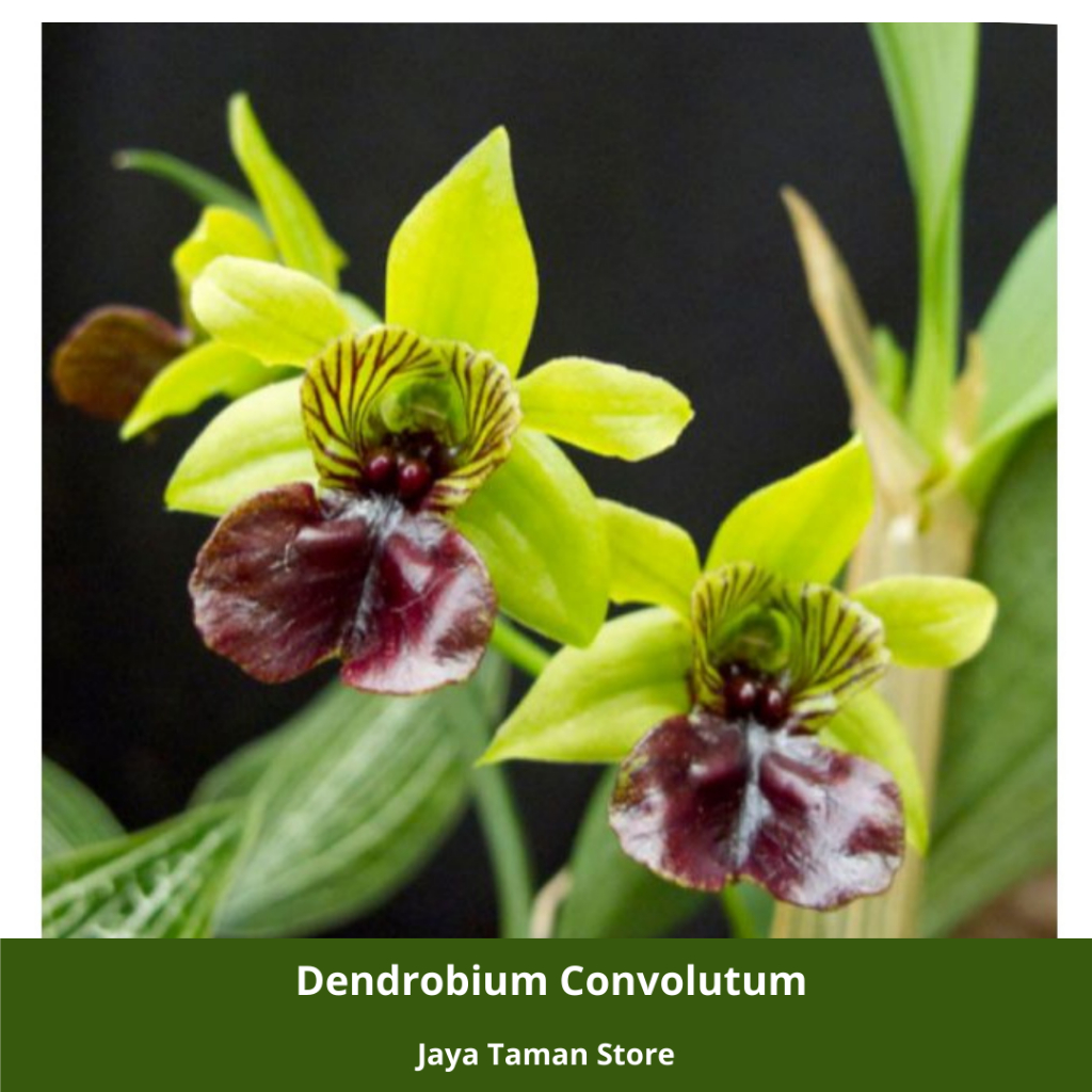 Promo COD Seedling Anggrek Dendrobium Convolutum - Bibit Anggrek