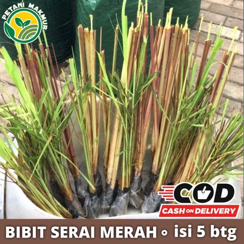 Bibit Serai Merah Pilihan isi 5 Batang / Bibit Serai Wangi Serai Wulung