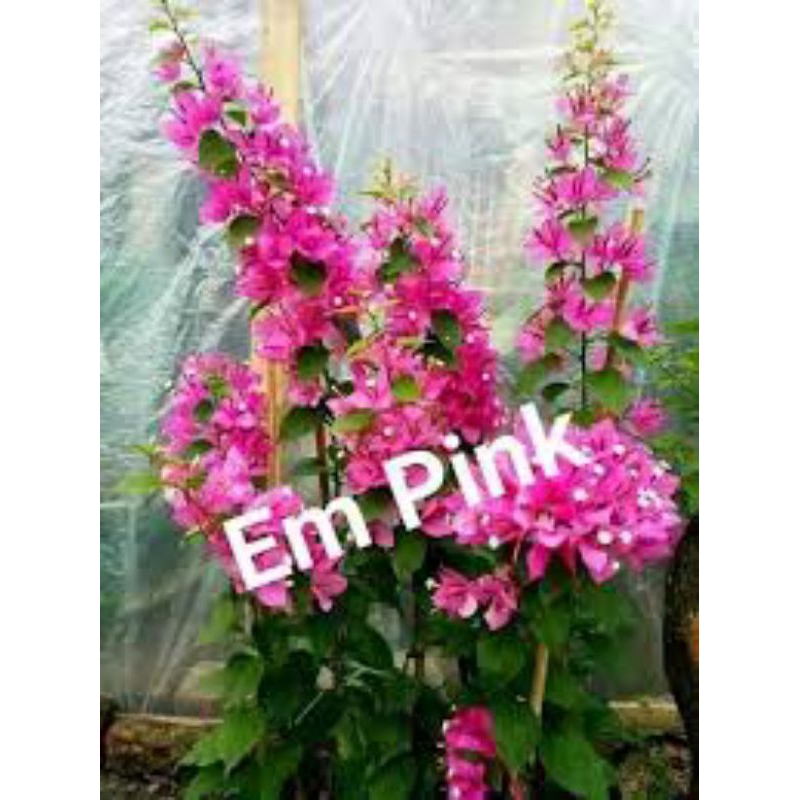 Bougenville ekor musang pink