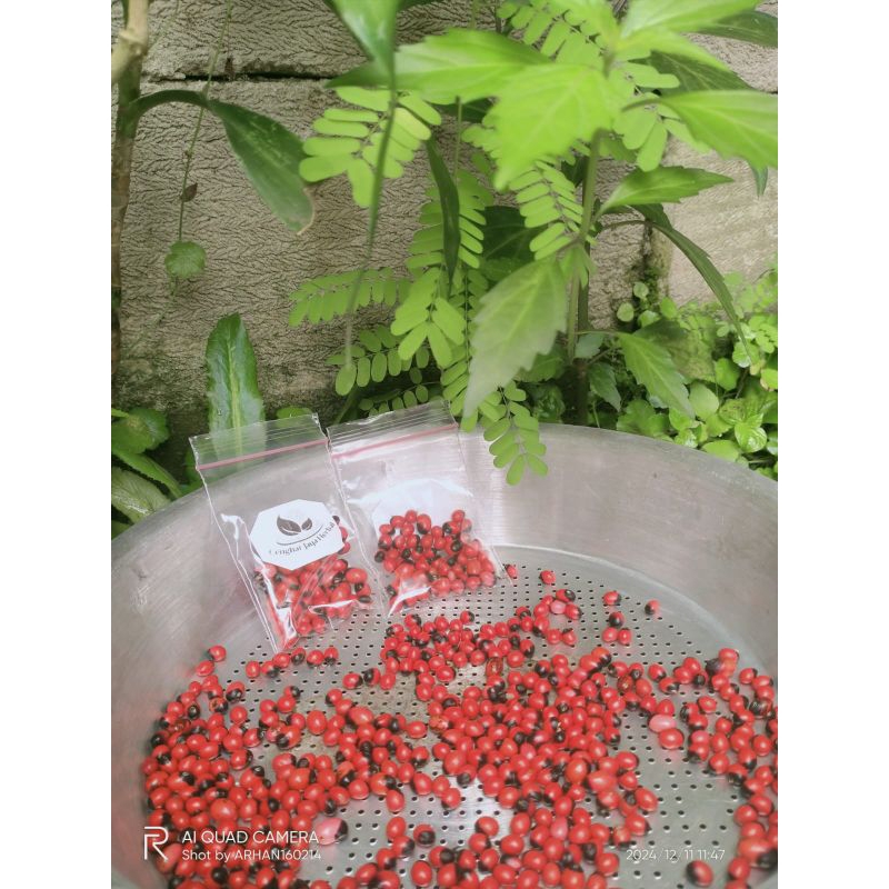 

PROMO BIJI SAGA ISI 50 BUTIR