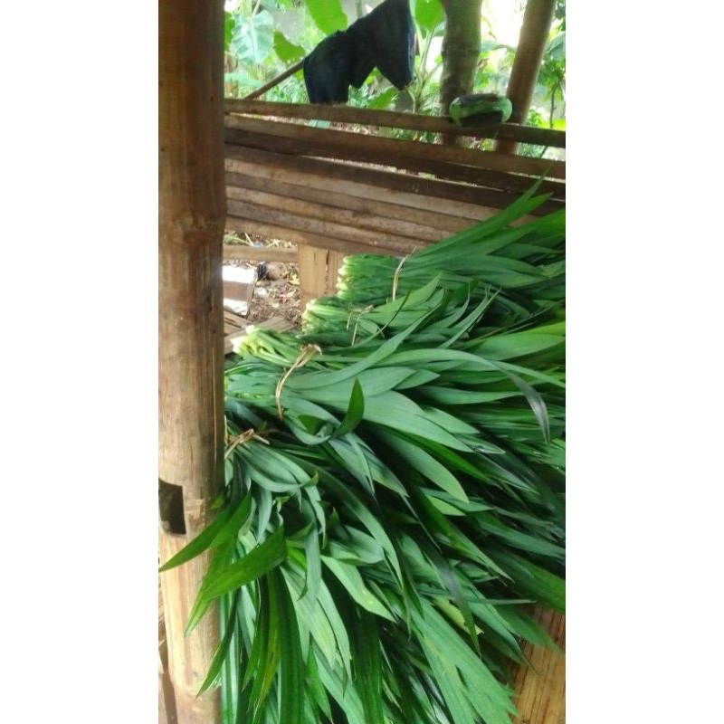 

daun pandan segar perikat 250gram