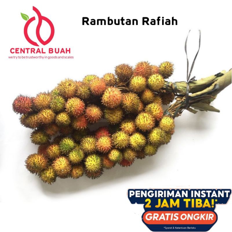 

Rambutan rafiah jamin manis 1KG ( Rambutan Rafiah asli ) Bukan bibit