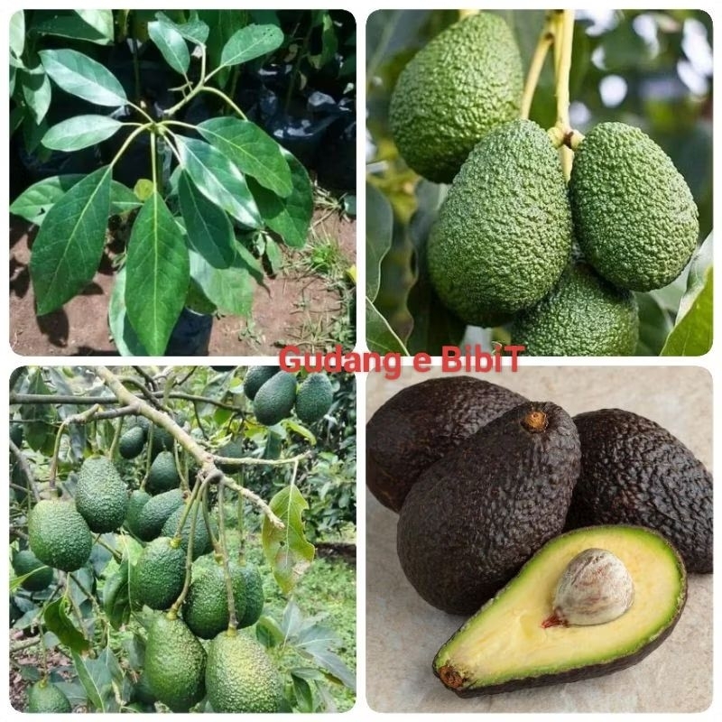 Bibit Alpukat Hass Hasil Okulasi
