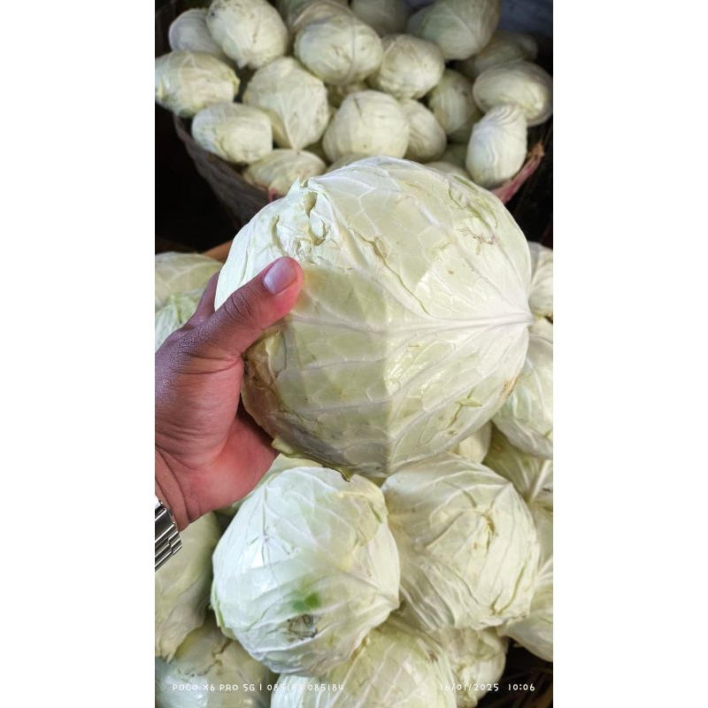 

Sayur Kol Fresh 1KG