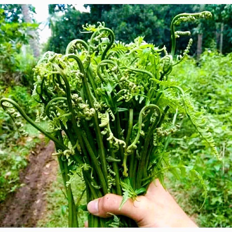 

pakis sayur segar 500 gram