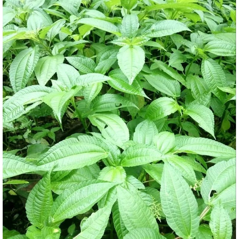 

termurah daun pohpohan oragik per 500 gram