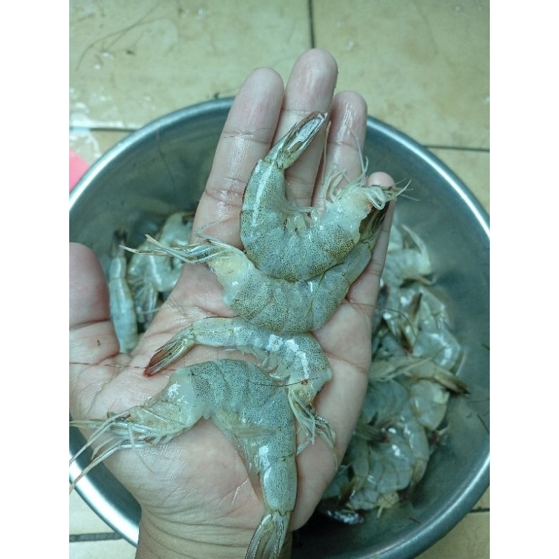 

Udang Vaname Kupas