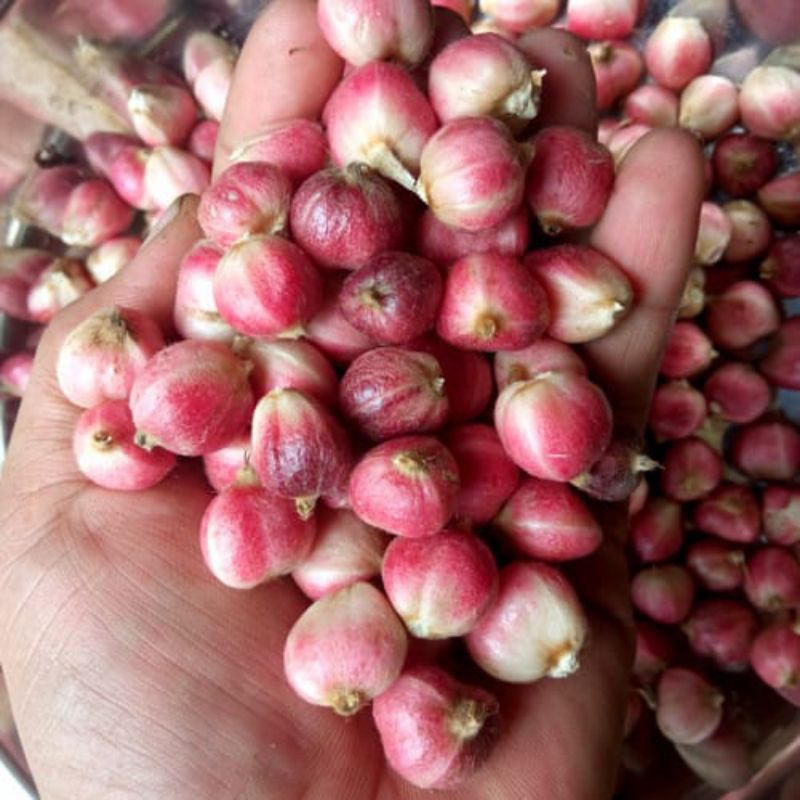 

buah kapulaga asli bagus buat kesehatan 250gr