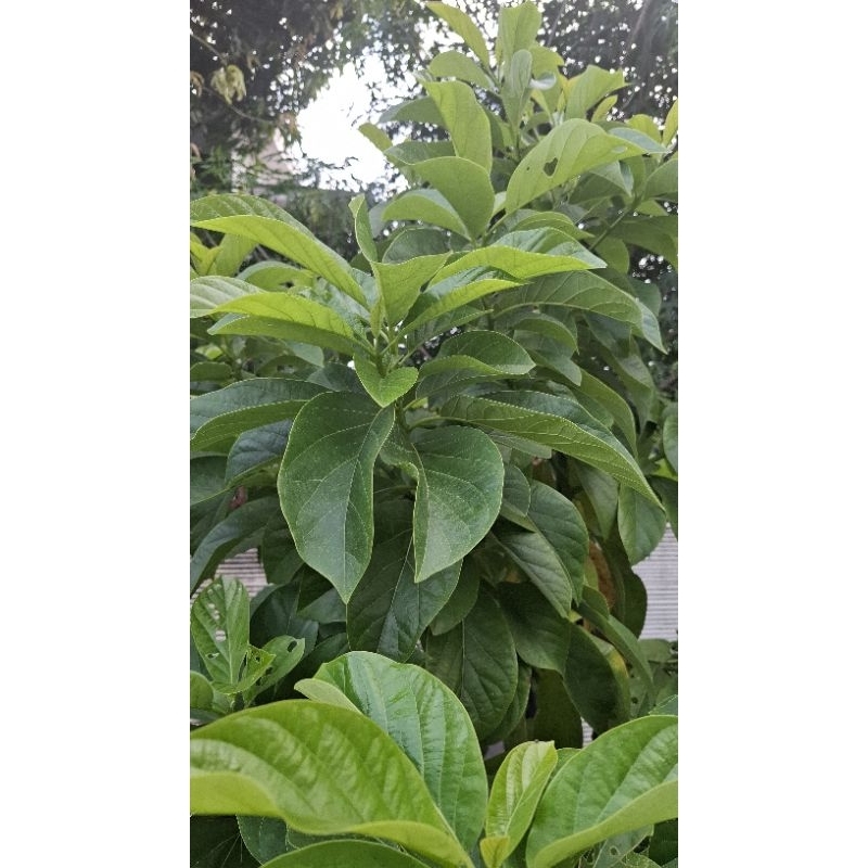 

DAUN ALPUKAT SEGAR 100 LEMBAR