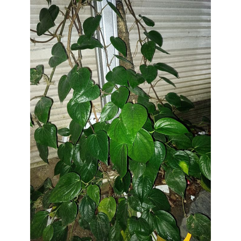 

50 lembar daun sirih segar alami