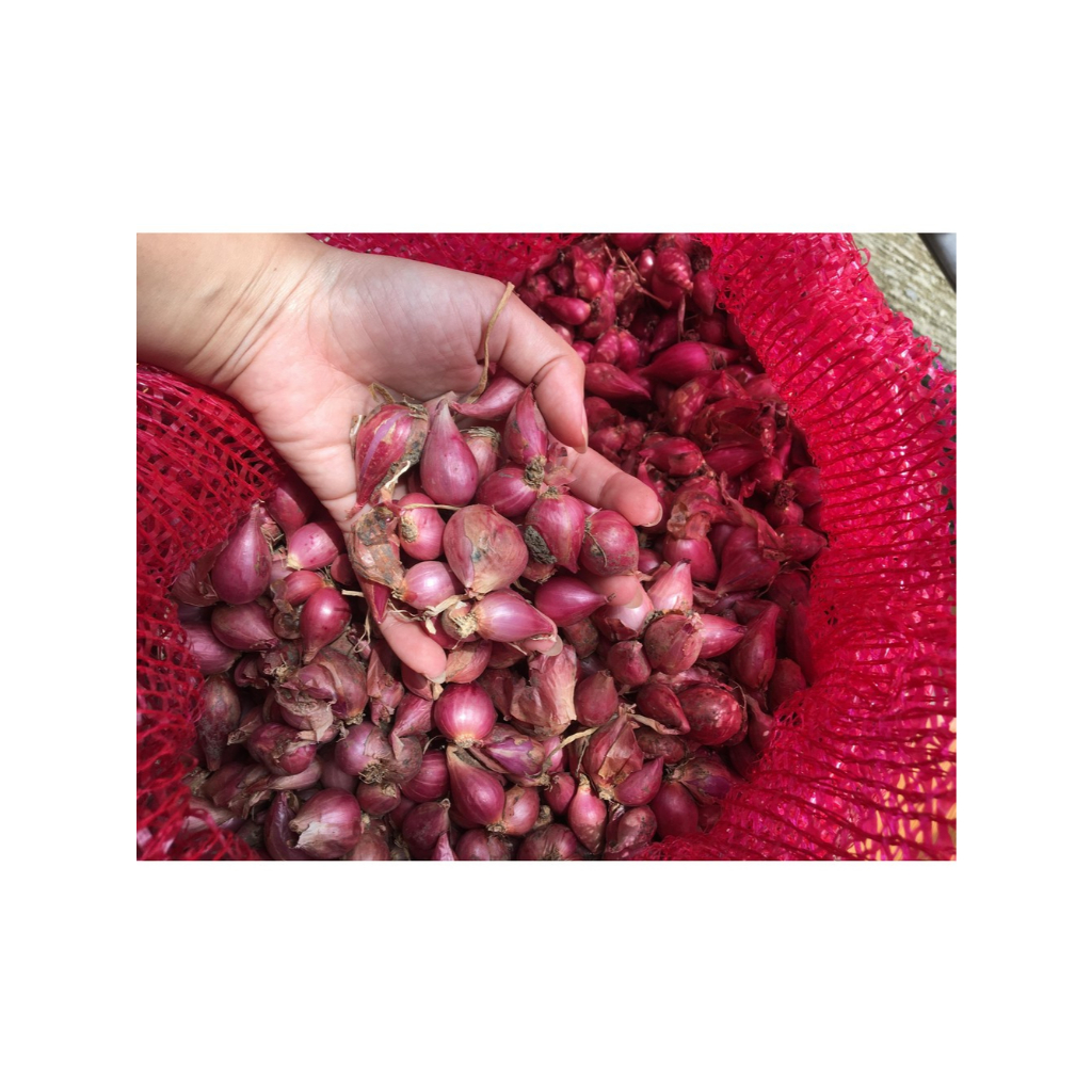 

Bawang Merah Brebes 1 Kg FRESH