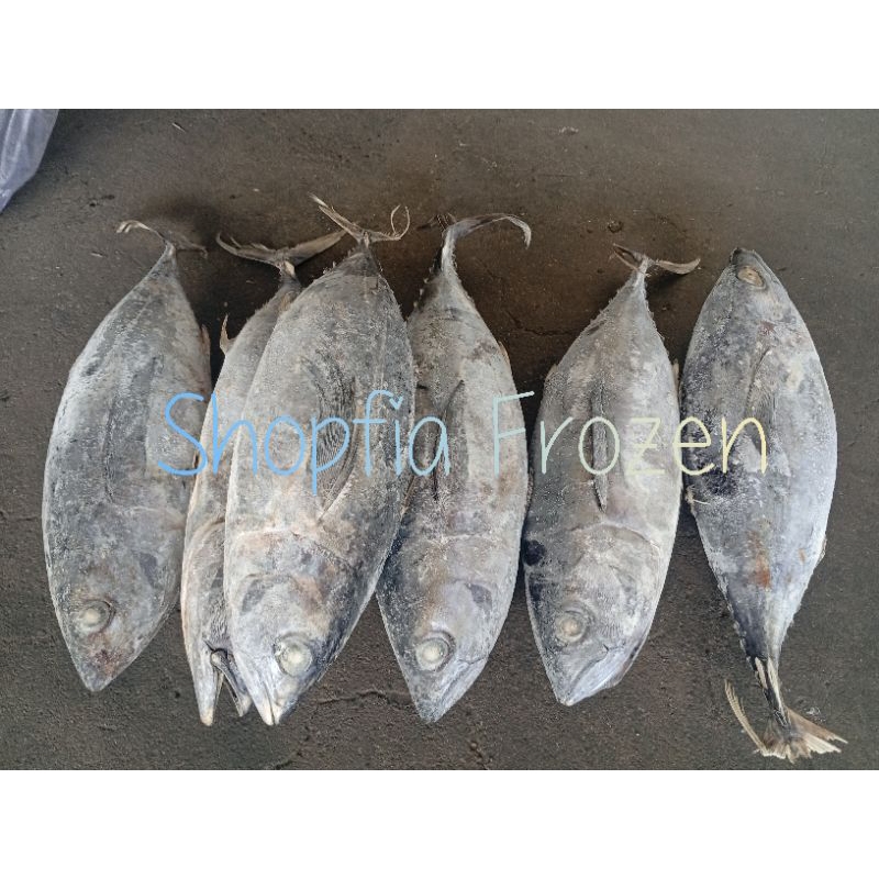 

Ikan Beby Tuna size 500-800gram/ekor