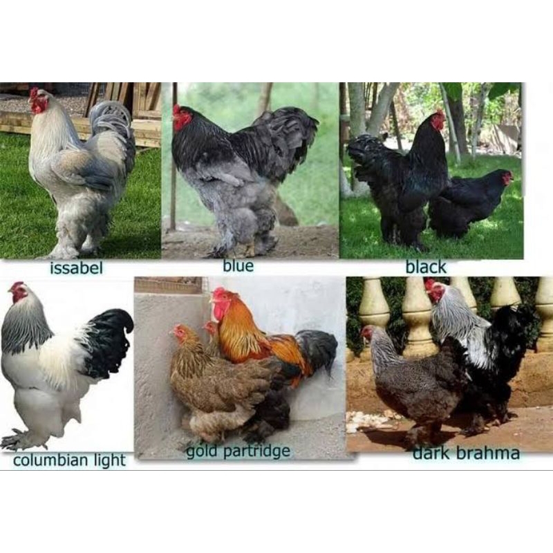 AYAM BRAHMA DEWASA INDUKAN