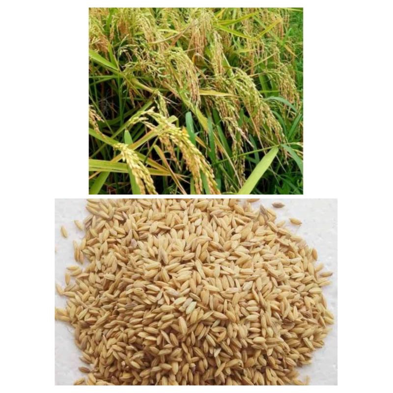 COD  1 kg benih bibit beras ketan putih grendel premium benih padi ketan