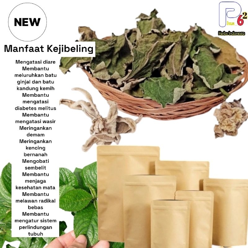 

Daun Keji Beling Kering-Teh Daun Pecah Beling Obat Batu Ginjal