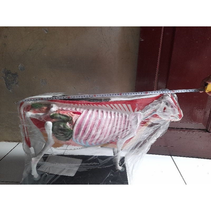 

torso model sapi lembu