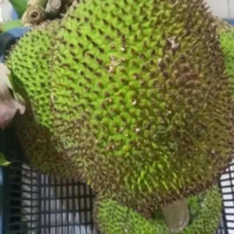

buah nangka