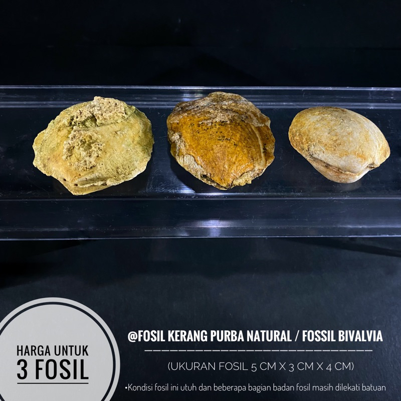 Fosil Kerang Purba Natural B34 atau Fossil Bivalvia atau Fosil Keong atau Fosil Kijing atau Fosil Te