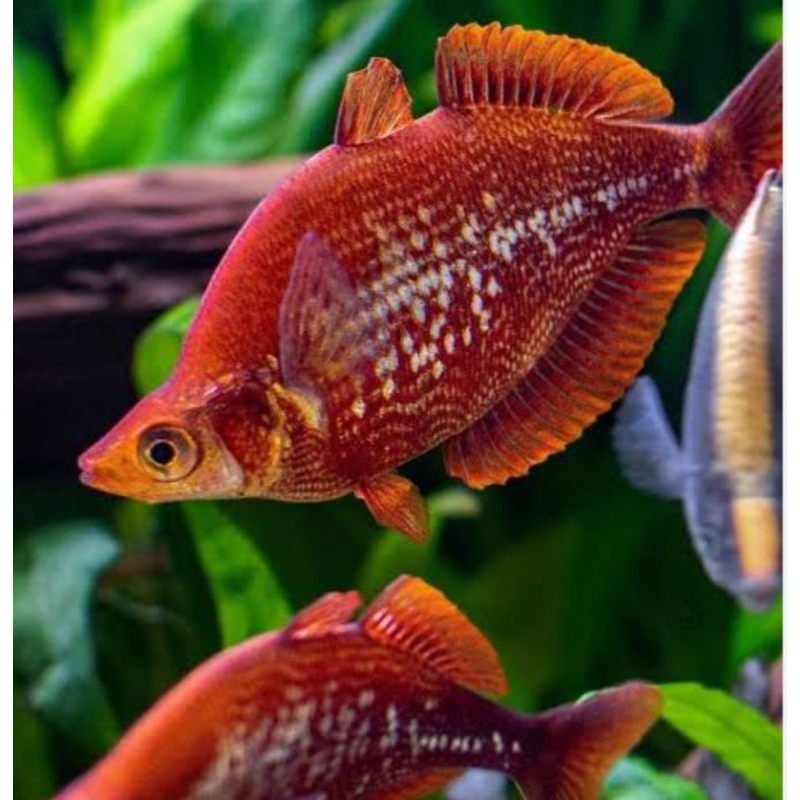ikan red scarlet rainbow rainbowfish ikan pelangi merah ikan hias untuk aquascape replika