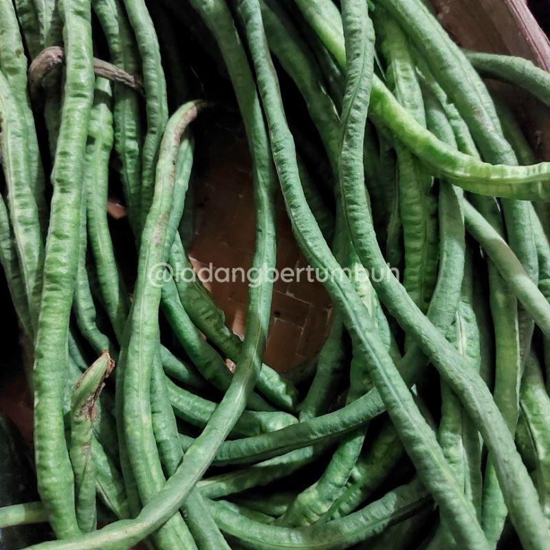 

Kacang Panjang Sayur Masih Segar Untuk Campuran Lodeh - LADANG BERTUMBUH
