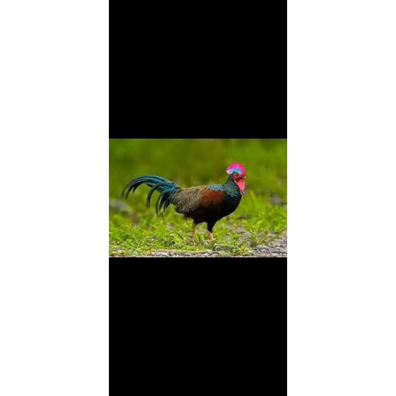 ayam hutan hijau dewasa