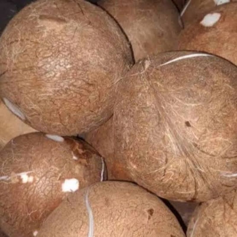 

KELAPA TUA/KUPAS DARI KULIT LUAR/UKURAN SEDANG