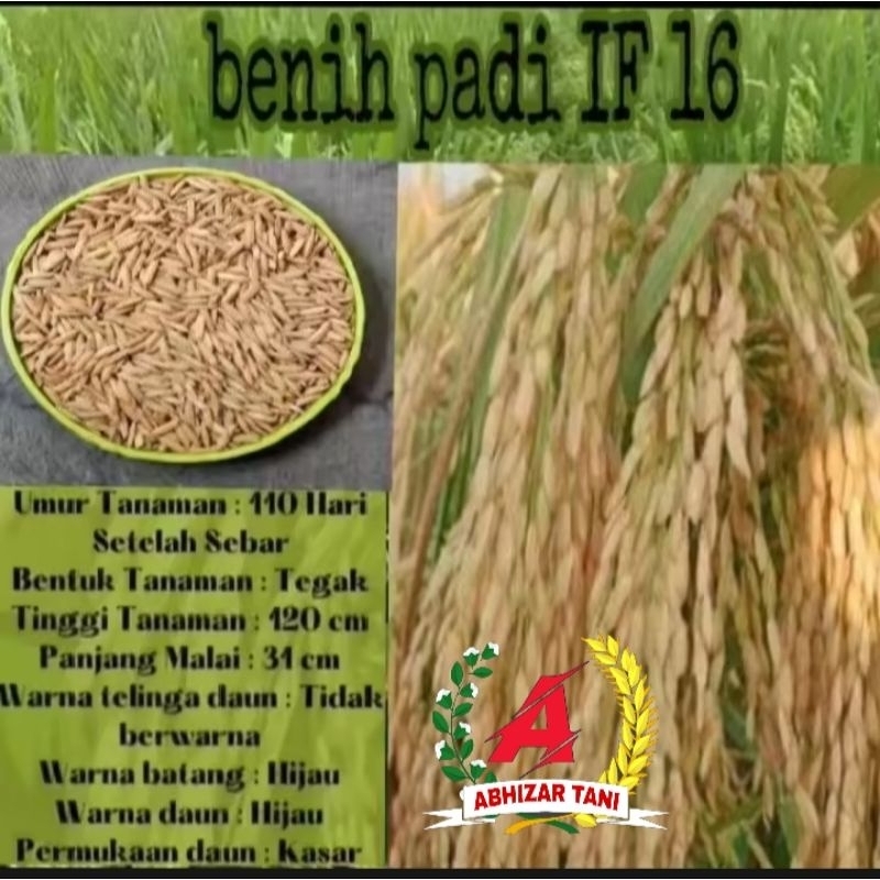 Benih padi IF 16 Berkualitas unggul, KEMASAN 5KG