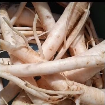 

Akar pepaya segar 500 gram kualitas super